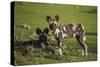 Africa. Tanzania. African wild dogs, Serengeti National Park.-Ralph H. Bendjebar-Stretched Canvas