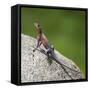 Africa. Tanzania. Agama lizard, Serengeti National Park.-Ralph H. Bendjebar-Framed Stretched Canvas