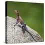 Africa. Tanzania. Agama lizard, Serengeti National Park.-Ralph H. Bendjebar-Stretched Canvas