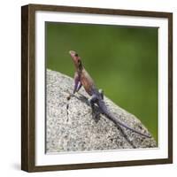 Africa. Tanzania. Agama lizard, Serengeti National Park.-Ralph H. Bendjebar-Framed Photographic Print