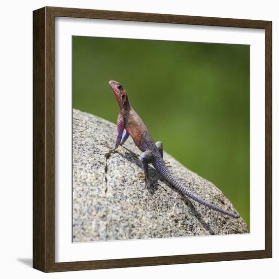 Africa. Tanzania. Agama lizard, Serengeti National Park.-Ralph H. Bendjebar-Framed Photographic Print