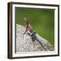 Africa. Tanzania. Agama lizard, Serengeti National Park.-Ralph H. Bendjebar-Framed Photographic Print