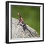 Africa. Tanzania. Agama lizard, Serengeti National Park.-Ralph H. Bendjebar-Framed Photographic Print