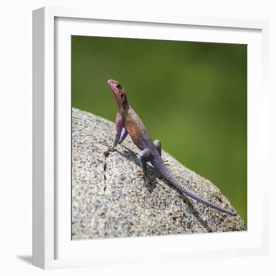 Africa. Tanzania. Agama lizard, Serengeti National Park.-Ralph H. Bendjebar-Framed Photographic Print