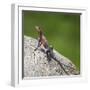 Africa. Tanzania. Agama lizard, Serengeti National Park.-Ralph H. Bendjebar-Framed Photographic Print