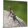 Africa. Tanzania. Agama lizard, Serengeti National Park.-Ralph H. Bendjebar-Mounted Photographic Print