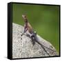 Africa. Tanzania. Agama lizard, Serengeti National Park.-Ralph H. Bendjebar-Framed Stretched Canvas