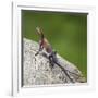 Africa. Tanzania. Agama lizard, Serengeti National Park.-Ralph H. Bendjebar-Framed Photographic Print