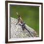 Africa. Tanzania. Agama lizard, Serengeti National Park.-Ralph H. Bendjebar-Framed Photographic Print