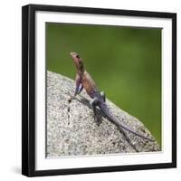 Africa. Tanzania. Agama lizard, Serengeti National Park.-Ralph H. Bendjebar-Framed Premium Photographic Print