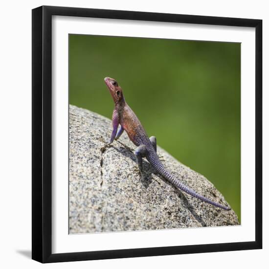 Africa. Tanzania. Agama lizard, Serengeti National Park.-Ralph H. Bendjebar-Framed Premium Photographic Print
