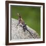 Africa. Tanzania. Agama lizard, Serengeti National Park.-Ralph H. Bendjebar-Framed Photographic Print