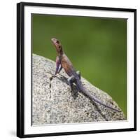 Africa. Tanzania. Agama lizard, Serengeti National Park.-Ralph H. Bendjebar-Framed Photographic Print