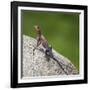 Africa. Tanzania. Agama lizard, Serengeti National Park.-Ralph H. Bendjebar-Framed Photographic Print