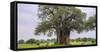 Africa. Tanzania. Baobab tree in Tarangire National Park.-Ralph H. Bendjebar-Framed Stretched Canvas