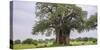 Africa. Tanzania. Baobab tree in Tarangire National Park.-Ralph H. Bendjebar-Stretched Canvas