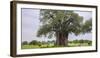 Africa. Tanzania. Baobab tree in Tarangire National Park.-Ralph H. Bendjebar-Framed Photographic Print