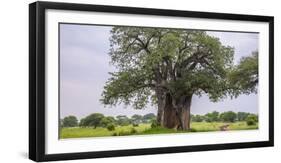 Africa. Tanzania. Baobab tree in Tarangire National Park.-Ralph H. Bendjebar-Framed Photographic Print