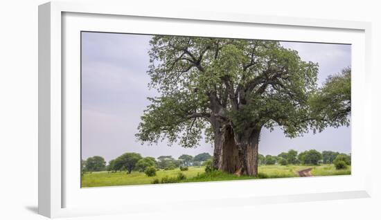 Africa. Tanzania. Baobab tree in Tarangire National Park.-Ralph H. Bendjebar-Framed Photographic Print