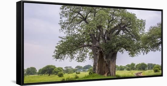Africa. Tanzania. Baobab tree in Tarangire National Park.-Ralph H. Bendjebar-Framed Stretched Canvas