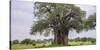 Africa. Tanzania. Baobab tree in Tarangire National Park.-Ralph H. Bendjebar-Stretched Canvas