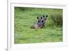 Africa. Tanzania. Bat-eared fox, Otocyon megalotis, at Serengeti National Park.-Ralph H. Bendjebar-Framed Photographic Print