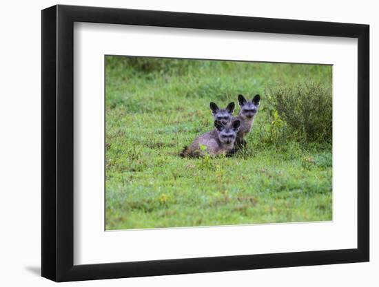 Africa. Tanzania. Bat-eared fox, Otocyon megalotis, at Serengeti National Park.-Ralph H. Bendjebar-Framed Photographic Print