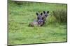 Africa. Tanzania. Bat-eared fox, Otocyon megalotis, at Serengeti National Park.-Ralph H. Bendjebar-Mounted Photographic Print