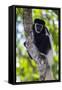 Africa. Tanzania. Black and White Colobus at Arusha National Park.-Ralph H. Bendjebar-Framed Stretched Canvas