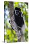 Africa. Tanzania. Black and White Colobus at Arusha National Park.-Ralph H. Bendjebar-Stretched Canvas