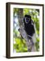 Africa. Tanzania. Black and White Colobus at Arusha National Park.-Ralph H. Bendjebar-Framed Photographic Print