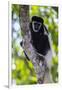 Africa. Tanzania. Black and White Colobus at Arusha National Park.-Ralph H. Bendjebar-Framed Photographic Print