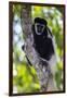 Africa. Tanzania. Black and White Colobus at Arusha National Park.-Ralph H. Bendjebar-Framed Photographic Print