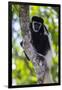 Africa. Tanzania. Black and White Colobus at Arusha National Park.-Ralph H. Bendjebar-Framed Photographic Print