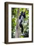 Africa. Tanzania. Black and White Colobus at Arusha National Park.-Ralph H. Bendjebar-Framed Photographic Print