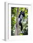 Africa. Tanzania. Black and White Colobus at Arusha National Park.-Ralph H. Bendjebar-Framed Photographic Print