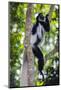 Africa. Tanzania. Black and White Colobus at Arusha National Park.-Ralph H. Bendjebar-Mounted Photographic Print