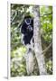 Africa. Tanzania. Black and White Colobus at Arusha National Park.-Ralph H. Bendjebar-Framed Photographic Print