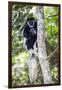 Africa. Tanzania. Black and White Colobus at Arusha National Park.-Ralph H. Bendjebar-Framed Photographic Print