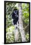 Africa. Tanzania. Black and White Colobus at Arusha National Park.-Ralph H. Bendjebar-Framed Photographic Print