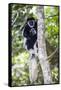 Africa. Tanzania. Black and White Colobus at Arusha National Park.-Ralph H. Bendjebar-Framed Stretched Canvas