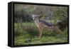 Africa. Tanzania. Black-backed jackal stretches after a nap, Serengeti National Park.-Ralph H. Bendjebar-Framed Stretched Canvas