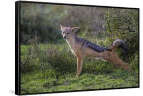 Africa. Tanzania. Black-backed jackal stretches after a nap, Serengeti National Park.-Ralph H. Bendjebar-Framed Stretched Canvas