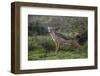 Africa. Tanzania. Black-backed jackal stretches after a nap, Serengeti National Park.-Ralph H. Bendjebar-Framed Premium Photographic Print