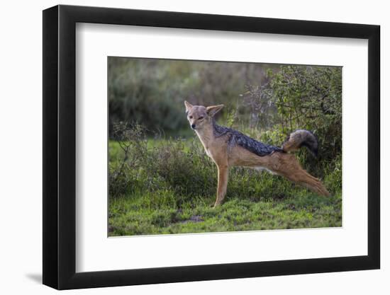 Africa. Tanzania. Black-backed jackal stretches after a nap, Serengeti National Park.-Ralph H. Bendjebar-Framed Premium Photographic Print