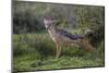 Africa. Tanzania. Black-backed jackal stretches after a nap, Serengeti National Park.-Ralph H. Bendjebar-Mounted Premium Photographic Print