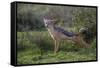 Africa. Tanzania. Black-backed jackal stretches after a nap, Serengeti National Park.-Ralph H. Bendjebar-Framed Stretched Canvas