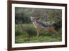 Africa. Tanzania. Black-backed jackal stretches after a nap, Serengeti National Park.-Ralph H. Bendjebar-Framed Photographic Print