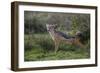 Africa. Tanzania. Black-backed jackal stretches after a nap, Serengeti National Park.-Ralph H. Bendjebar-Framed Photographic Print