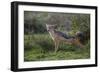 Africa. Tanzania. Black-backed jackal stretches after a nap, Serengeti National Park.-Ralph H. Bendjebar-Framed Photographic Print